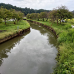 上流側の除草前風景