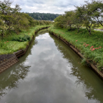 下流側の除草前風景